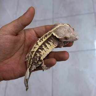 윈터스로