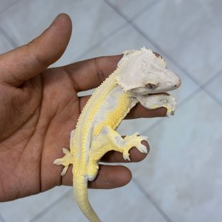 이신(이브엔드)
