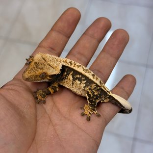 Normal 100% Het Axanthic