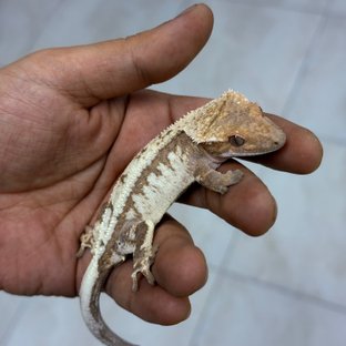 몽환백살