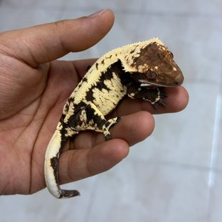 마계다크