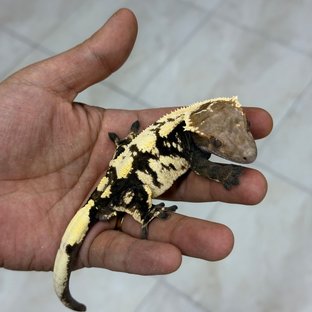 테일