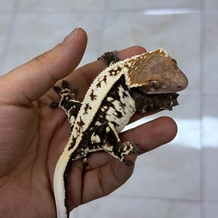 윈터황순