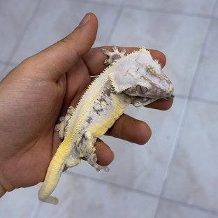 할리