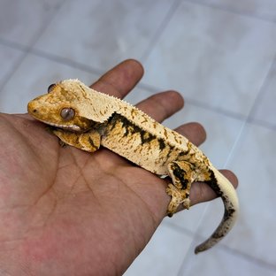 판도라유화