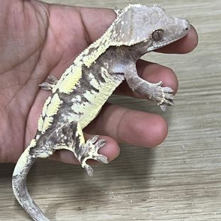 카푸치노