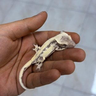 레빌거미