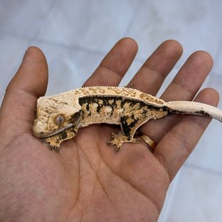 Normal 100% Het Axanthic