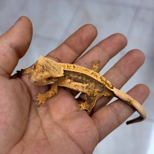 Normal 100% Het Axanthic