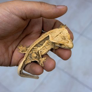 Normal 100% Het Axanthic