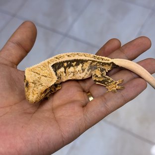 Normal 100% Het Axanthic