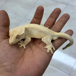 페가삐약