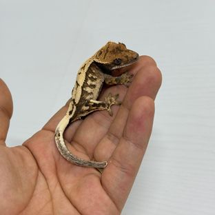 세이블