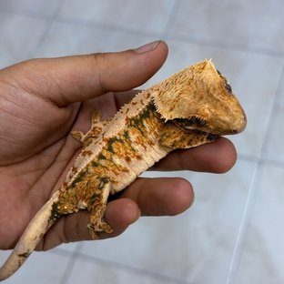 레풀프