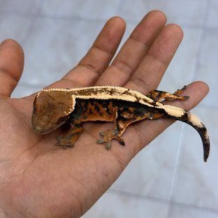 Sable 100% Het Axanthic