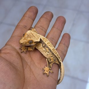 Normal 100% Het Axanthic