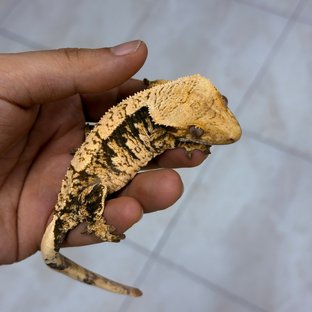 Normal 100% Het Axanthic