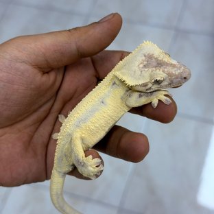 헤로인논릴