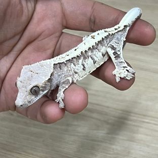 노불호랭이2