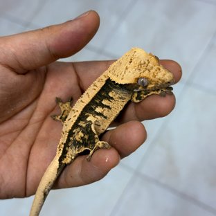 할리검단