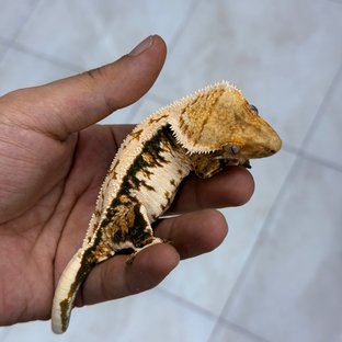 판호반