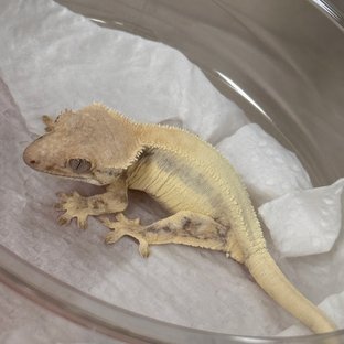 LW Sable 100% Het Axanthic