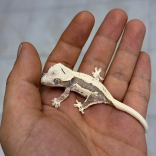 은화그레이