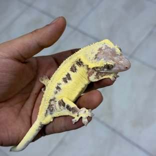 칼리아보