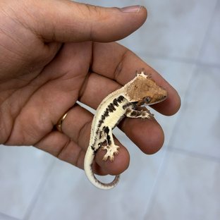 프라푸치노 100%헷아잔틱