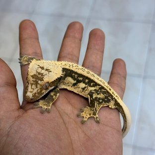 칠흑백산1