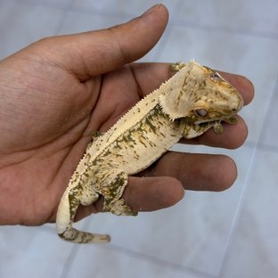 판타지(판도라퐁트)