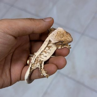 백사윈스