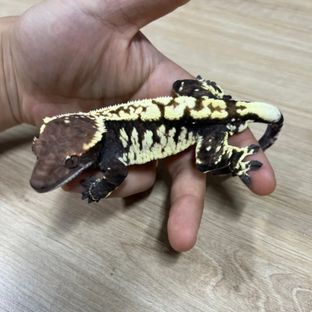 대호