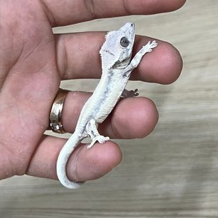 브라운허베