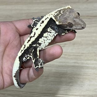 카푸치노
