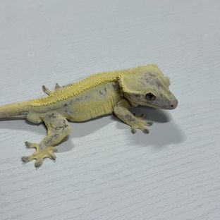 헤라
