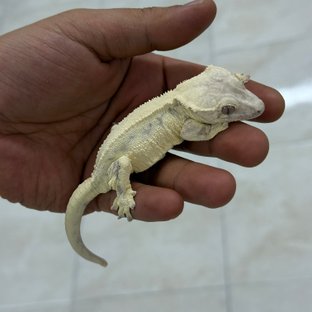 릴리 세이블