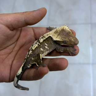 블랙7