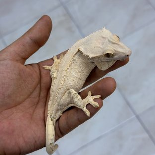 하티