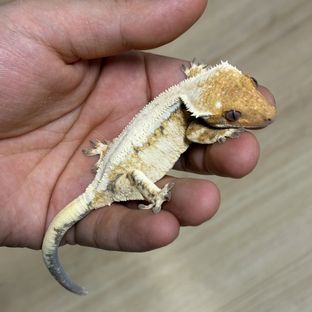 세이블