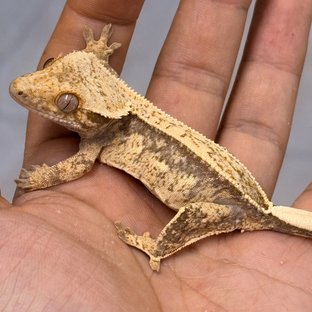 Normal 100% Het Axanthic