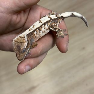 헤라클남2