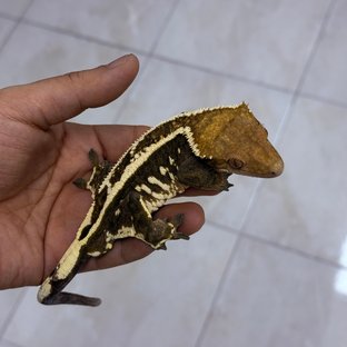 카푸치노 100%헷아잔틱