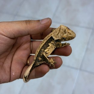 Normal 100% Het Axanthic