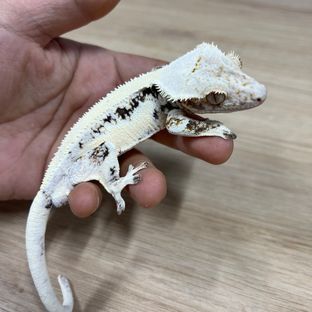 노불