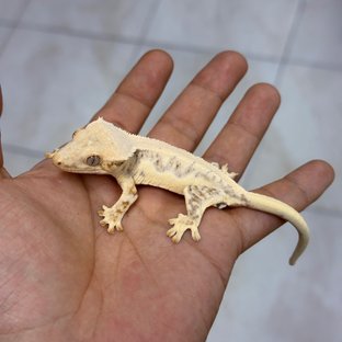 레이하티
