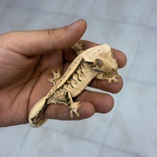 판도라퐁트