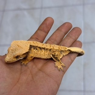 Normal 100% Het Axanthic