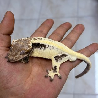 LW Sable 100% Het Axanthic