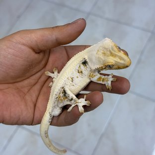 판도라래빗